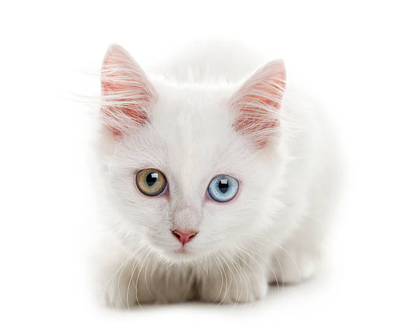 istock White kitten lying in front of a white background 510058806