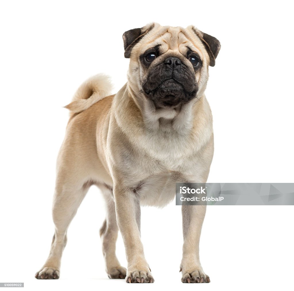 Pug standing in front of a white background Pug Stock Photo