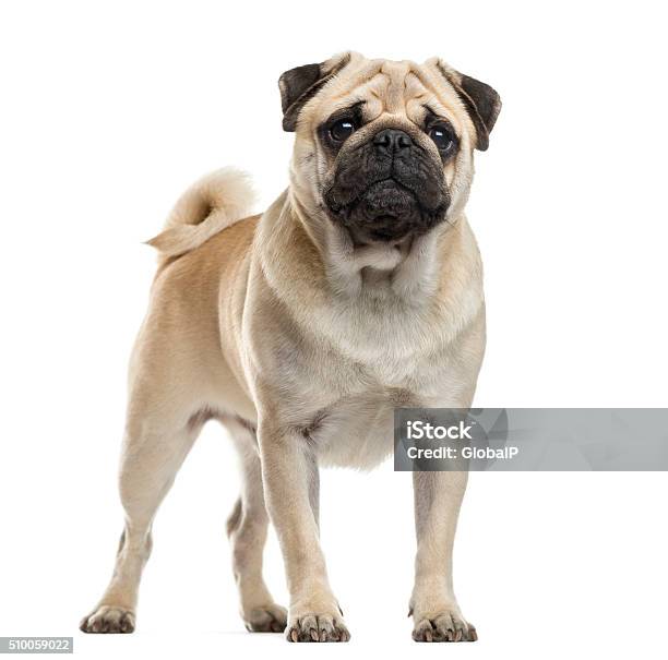 Pug Standing In Front Of A White Background Stock Photo - Download Image Now - Pug, White Background, Cut Out