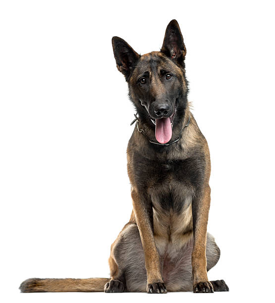 istock Belgian Shepherd sitting in front of a white background 510059122