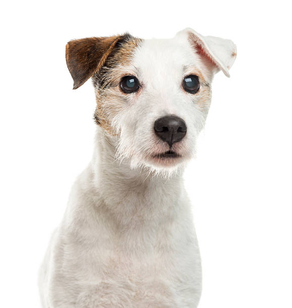 istock Close-up of a Parson Russel terrier 510059360