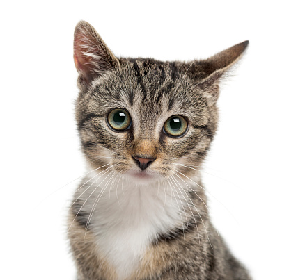 Close-up of a kittenin front of a white background