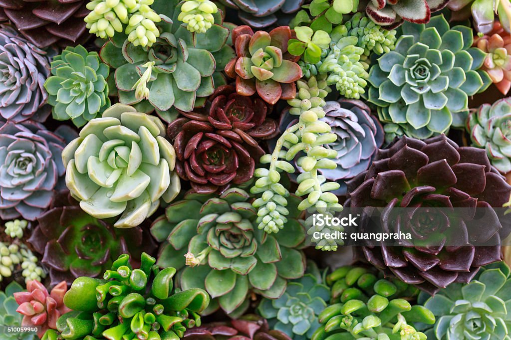 Plantes succulentes Miniature - Photo de Plante grasse libre de droits