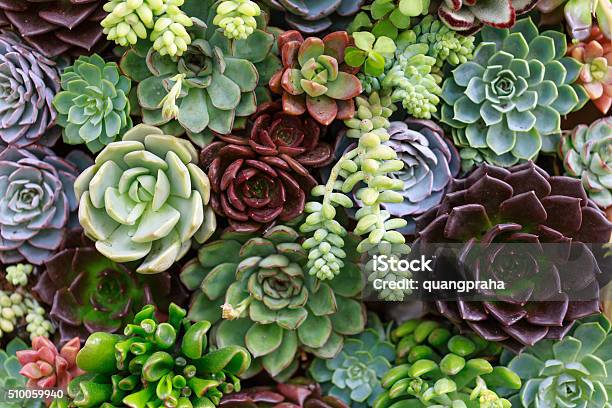 Photo libre de droit de Plantes Succulentes Miniature banque d'images et plus d'images libres de droit de Plante grasse - Plante grasse, Fond, Fleur - Flore