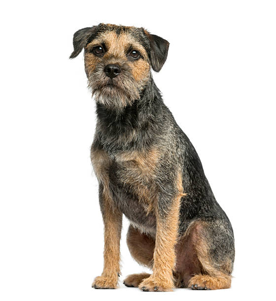 istock Border terrier sitting in front of a white background 510060036