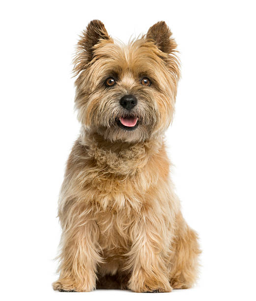 istock Cairn terrier sitting in front of a white background 510060278