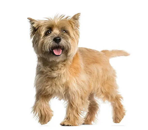 Cairn terrier walking in front of a white background