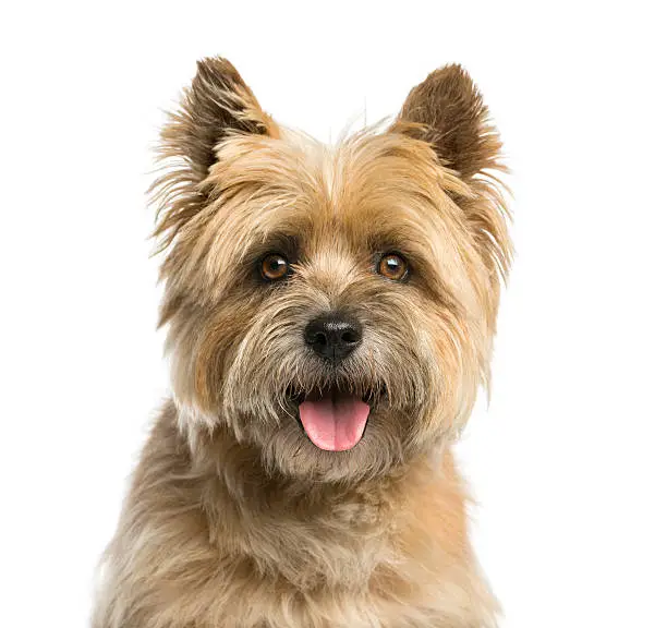 Close-up of a Cairn terrier in front of a white background