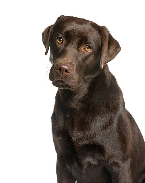 istock Close-up of a Labrador in front of a white background 510060804