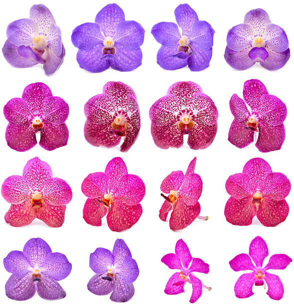 istock beautiful blooming orchid isolated 510061095