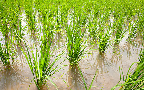 istock View of Young rice sprout in the rice field 510061467