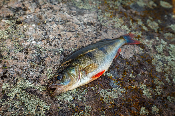 Perch on a stone after catch stock photo