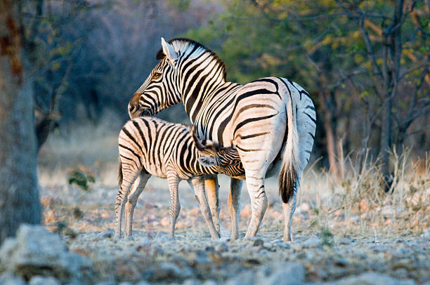 istock Mother and baby zebra 510061749