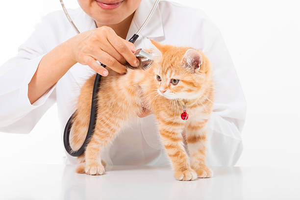 istock Female Veterinarian doing checkup a cute cat at clinic 510062115