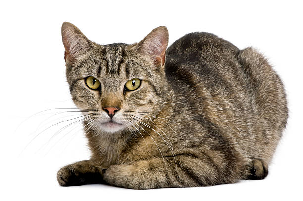 istock European tiger cat, 13 months old, 510062510