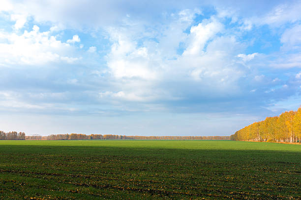 istock green grass in the field 510062624