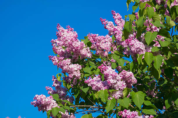 istock Beautiful lilac flowers blossom closeup over blue sky 510062714