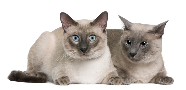 Siamese cat, 3 years old and 8 months old, lying in front of white background