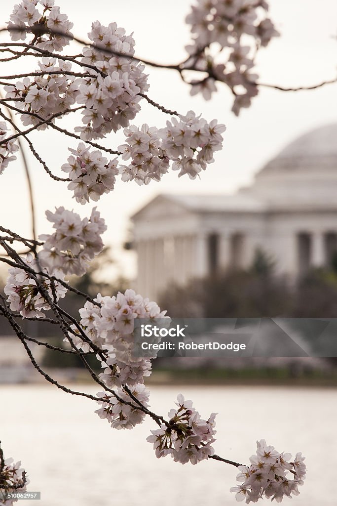 Blooming Cherry Blossoms Bunches of cherry blossom flowers are in peak bloom during the annual showing in Washington DC. The Jefferson Memorial can be seen in the background. Awe Stock Photo