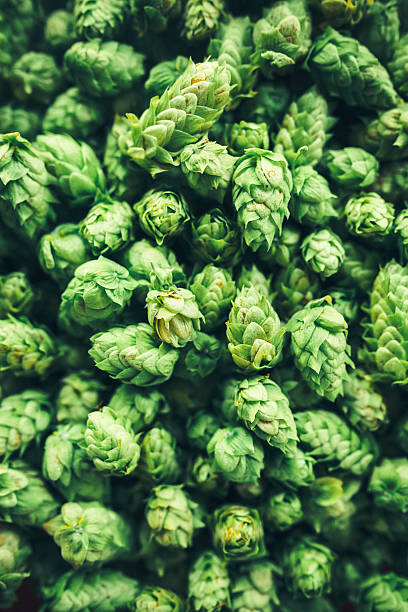 fresca cono hop harvest - lupulo fotografías e imágenes de stock