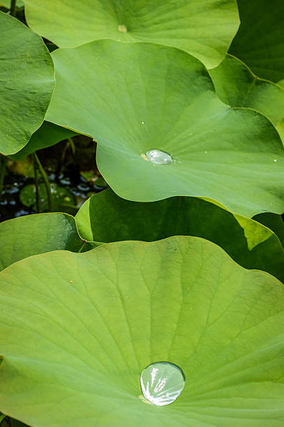 istock Lotus leaves with water drop 510063552