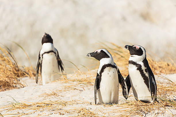 afrikanische pinguine auf einem boulder beach in south africa - penguin colony nobody horizontal stock-fotos und bilder