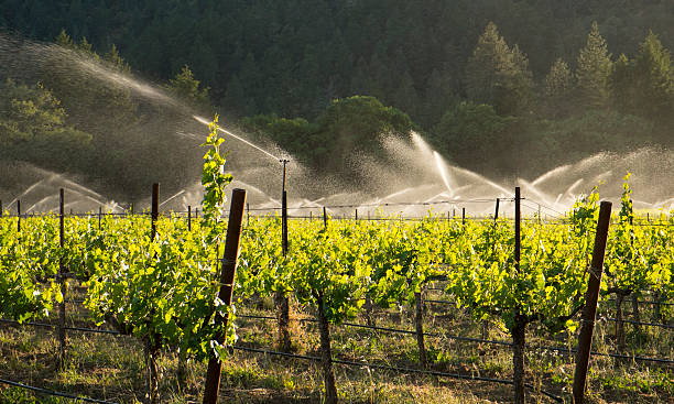 vineyard bewässerung und frost schutz - vineyard in a row crop california stock-fotos und bilder