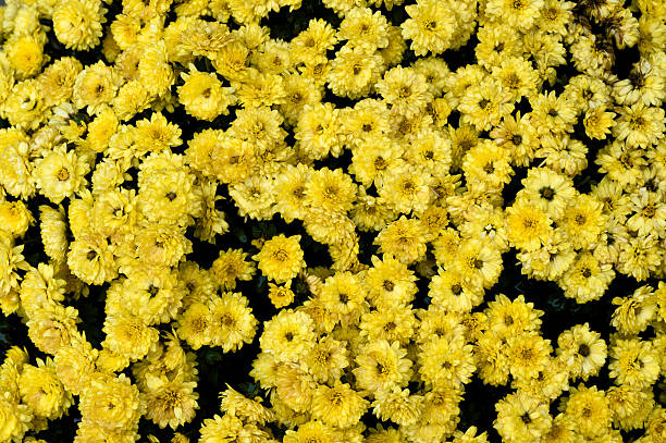 istock Background of yellow flowers. 510064446