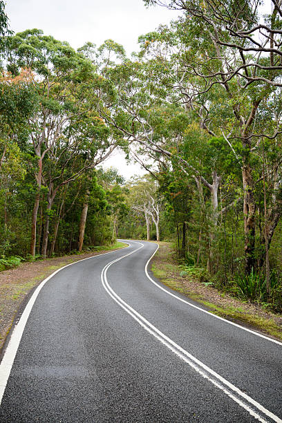 istock Winding road through eucalyptus forest, Australia 510064460