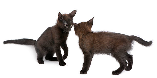 istock Two black kittens playing together in front of white background 510064746