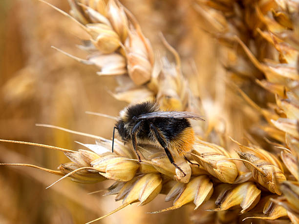 Wheat in Field, with Bee stock photo