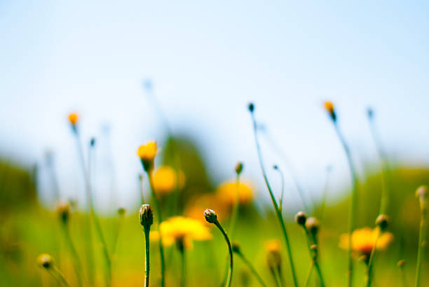 istock yellow flowers on a grass green and sky blue background 510064939