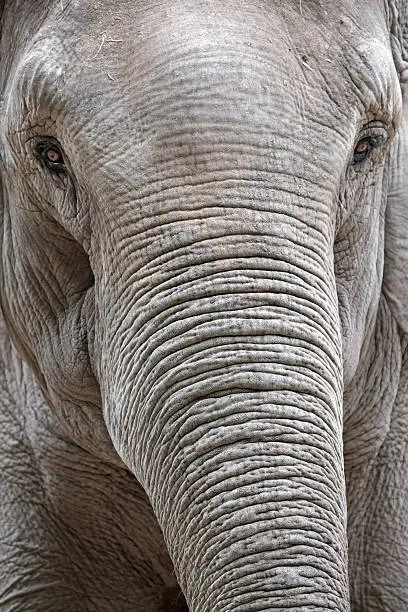 Photo of Portrait of an asiatic elephant