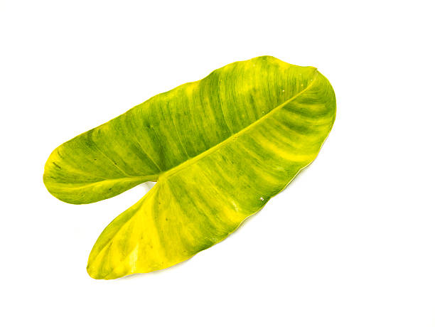 istock Syngonium podophyllum leaves on a white background. 510066224