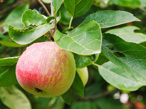 istock red apple on sprig close up in fruit garden 510066413