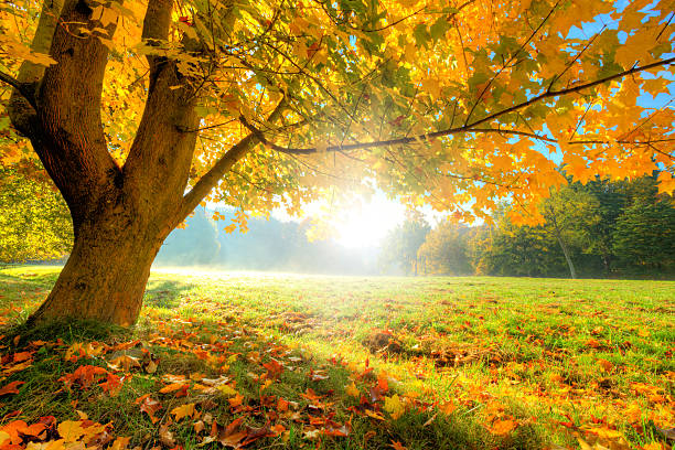 hermoso árbol de otoño con hojas secas caído - autumn oak tree sun fotografías e imágenes de stock