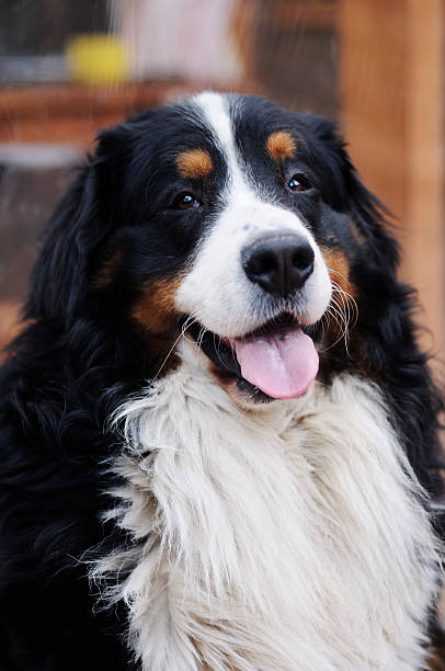 istock Bernese dog portrait with tongue 510066610