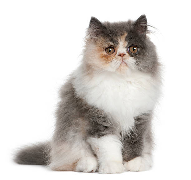 istock Persian Kitten, 3 months old, sitting 510066666