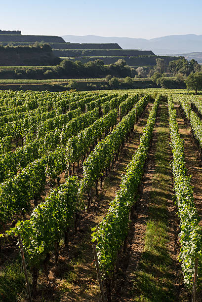 istock Beautiful Vineyard Terraces In Ihringen, South Germany 510066780