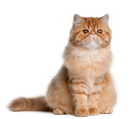 Persian cat, 5 months old, sitting