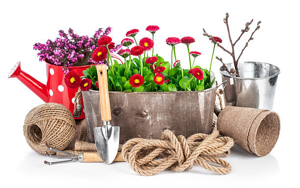 Spring flowers in wooden bucket with garden tools