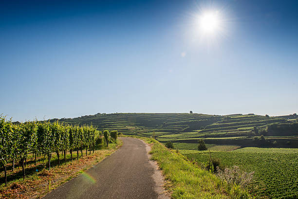 istock Beautiful Vineyard Landscape In Ihringen, South Germany 510067430