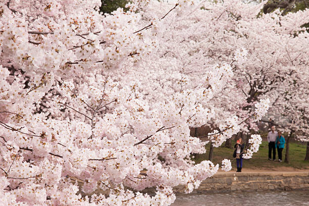 Cherry blossoms in the morning sunrise light at the Washington DC tidal basin