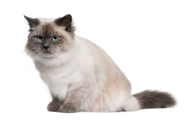 istock Siberian cat, 18 months old, sitting 510067492