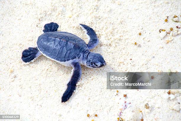 Baby Turtle Stock Photo - Download Image Now - Loggerhead Turtle, Animal, Rescue