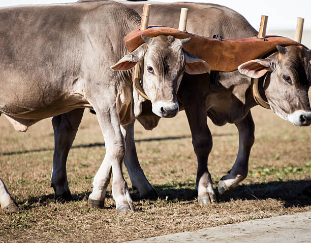 team of oxen Pair of oxen at a state fair in the us yoke stock pictures, royalty-free photos & images