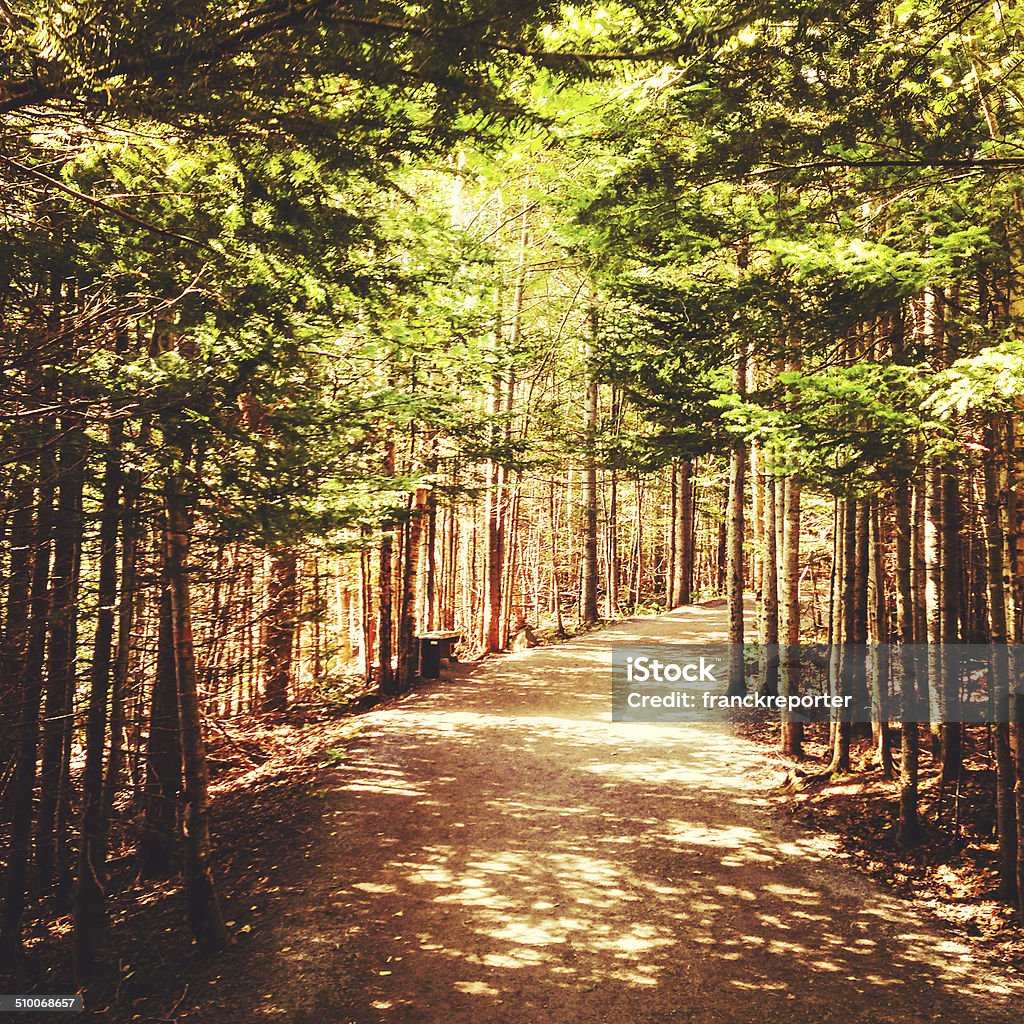 Footpath inside the forest Acadia National Park Stock Photo