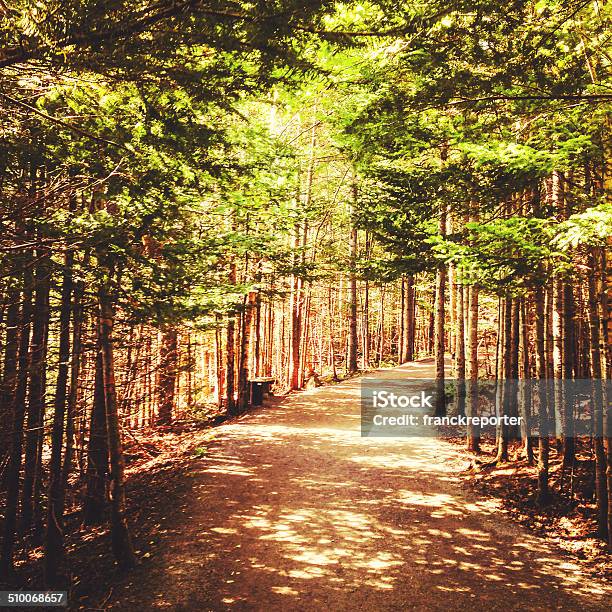 Footpath Inside The Forest Stock Photo - Download Image Now - Acadia National Park, Branch - Plant Part, Bush