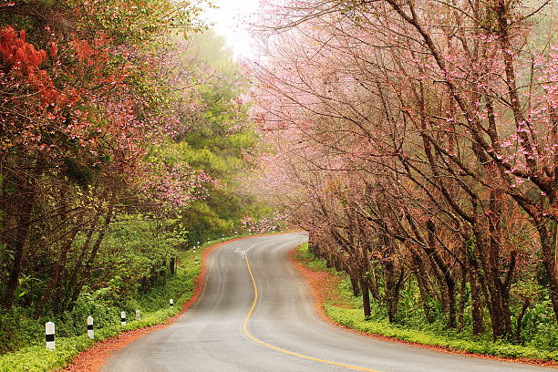 Beautiful pink sakura landscape view on road. stock photo