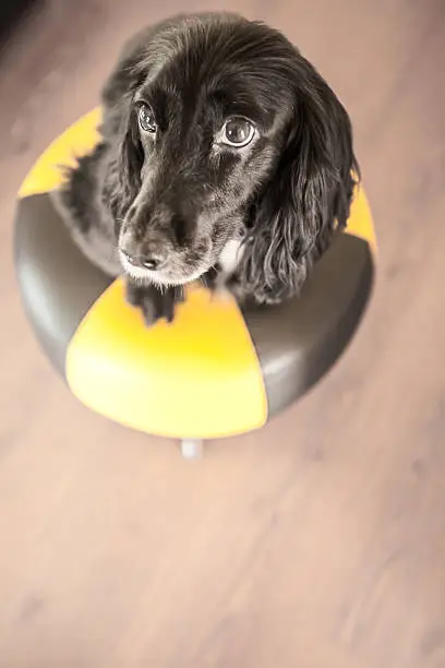 A stock image of a Cute but Naughty Dog (English Cocker Spaniel)  with an Innocent Face. Misbehaving, standing on furniture even though she has been told not too.